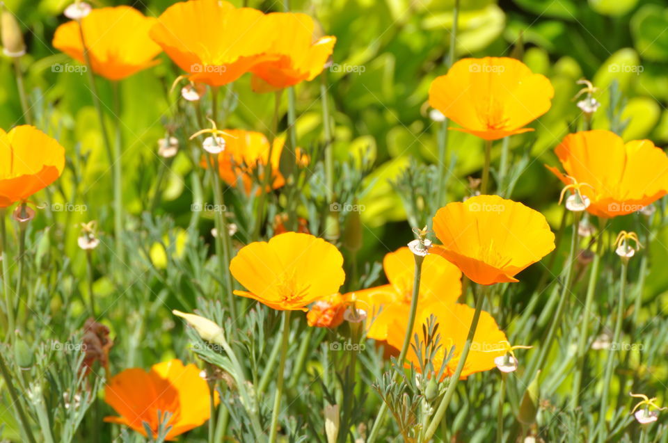 Wild field flowers