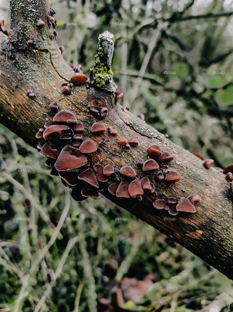 Wild mushrooms Auricularia auricula-judae on the tree trunk, forest findings, nature