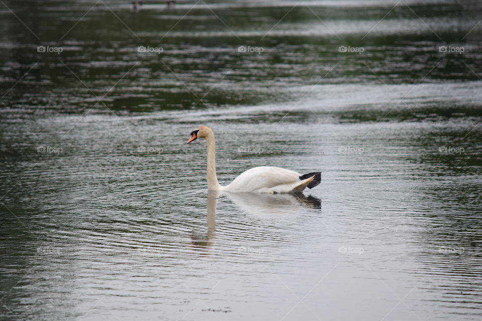 Goose taking a swim