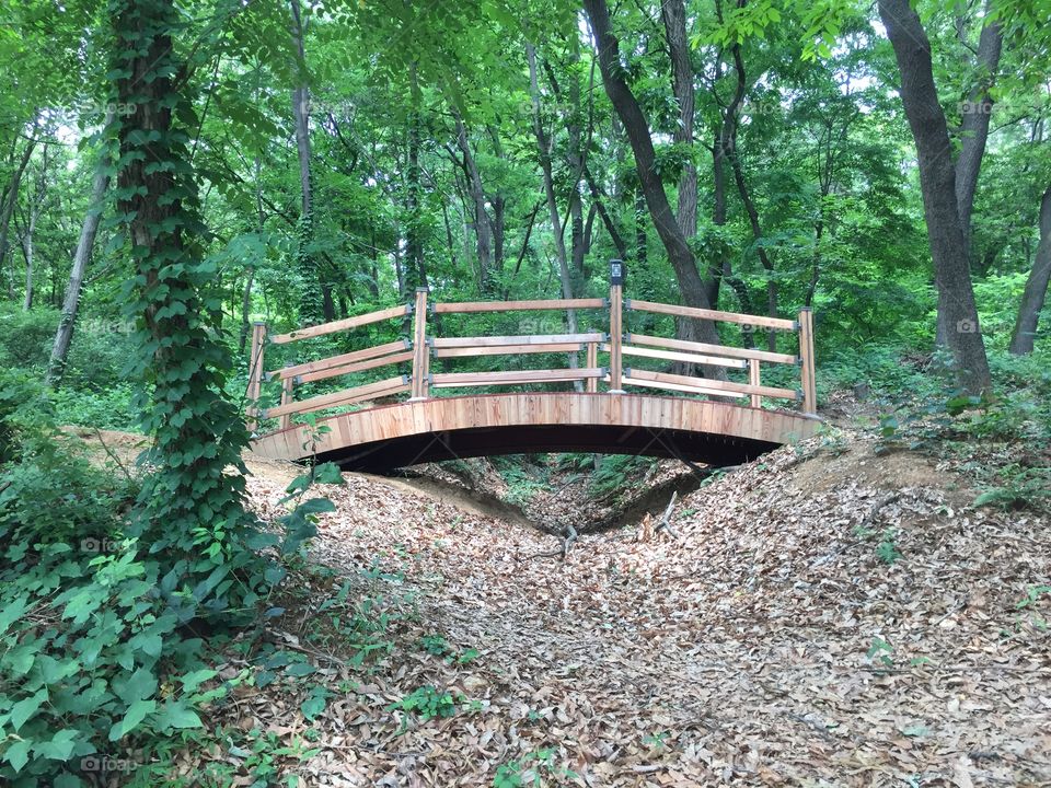 Bridge in the Woods