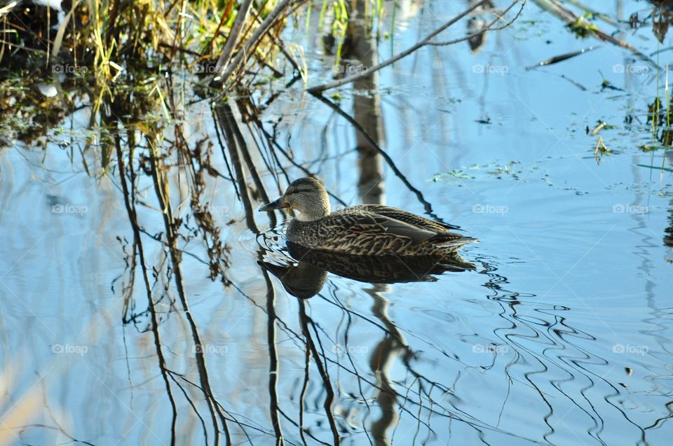 Duck swimming in reflective water