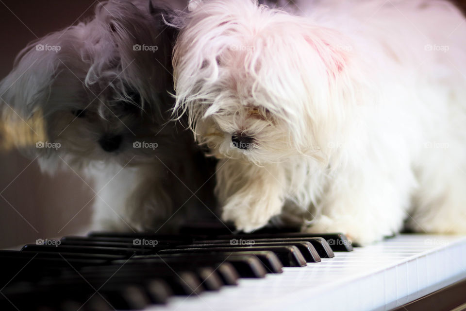 Cute little white dog on a piano