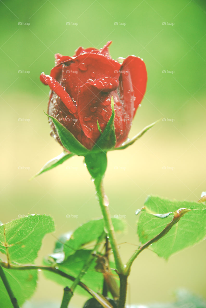 Close-up of a wet red rose