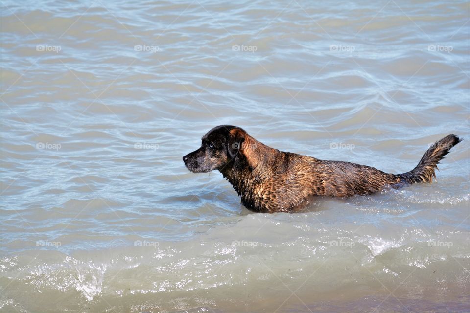 Wet dog in lake