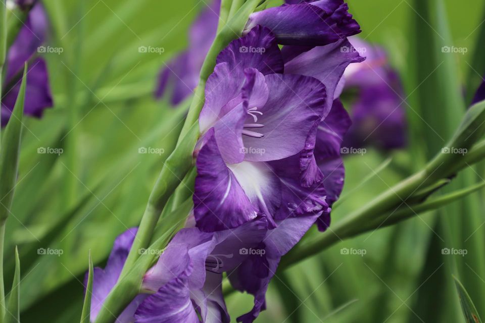 Purple iris blooming in spring 