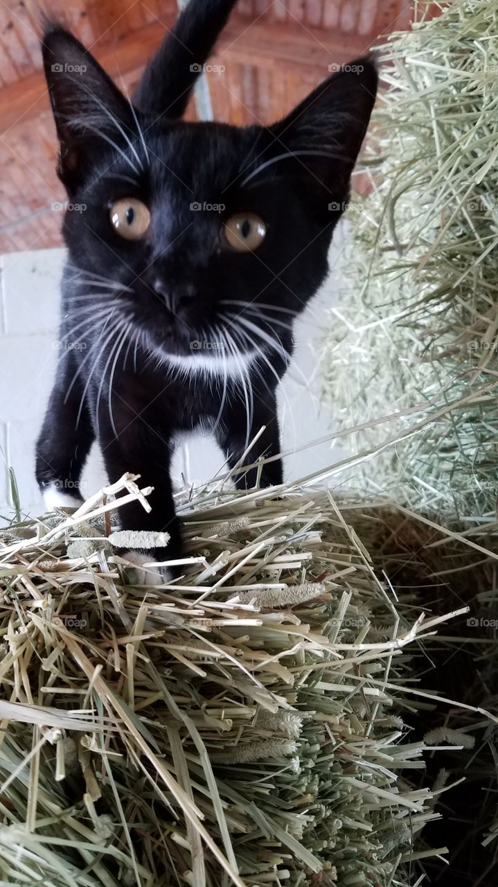 little black barn kitten being cute