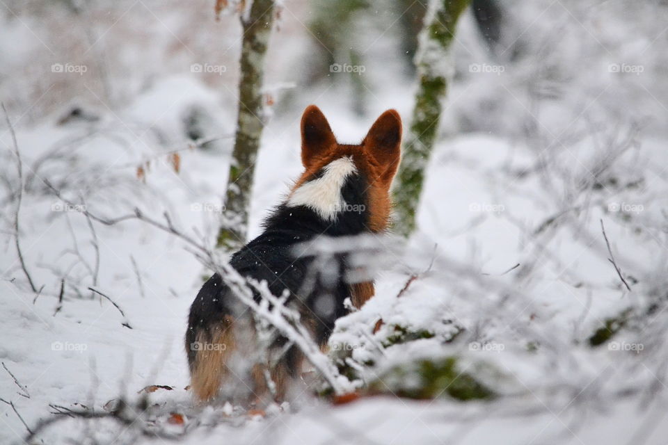 Dog in the forest