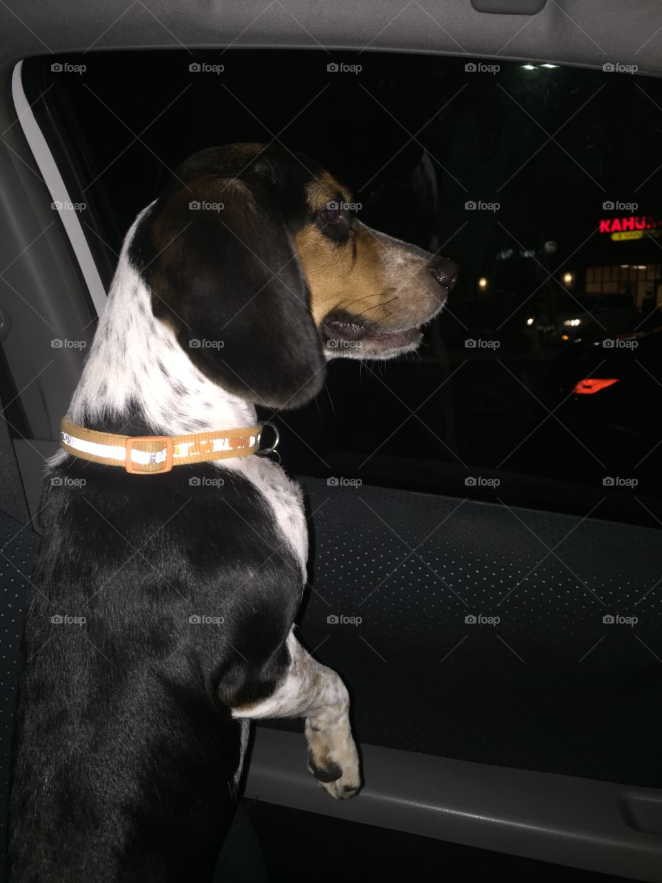 Daddy got out of the car. Oreo is a huge daddy's girl 