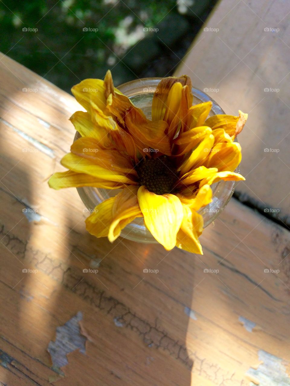 Sunshine in a vase 