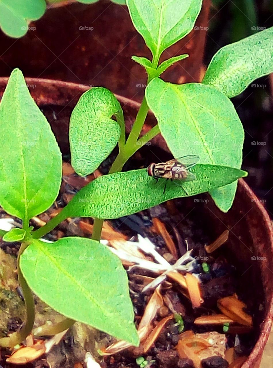 A fly perched on a leaf
