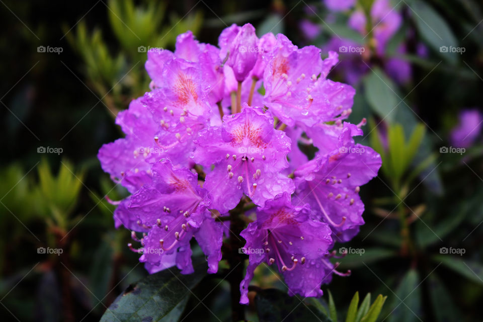 Rhododendron