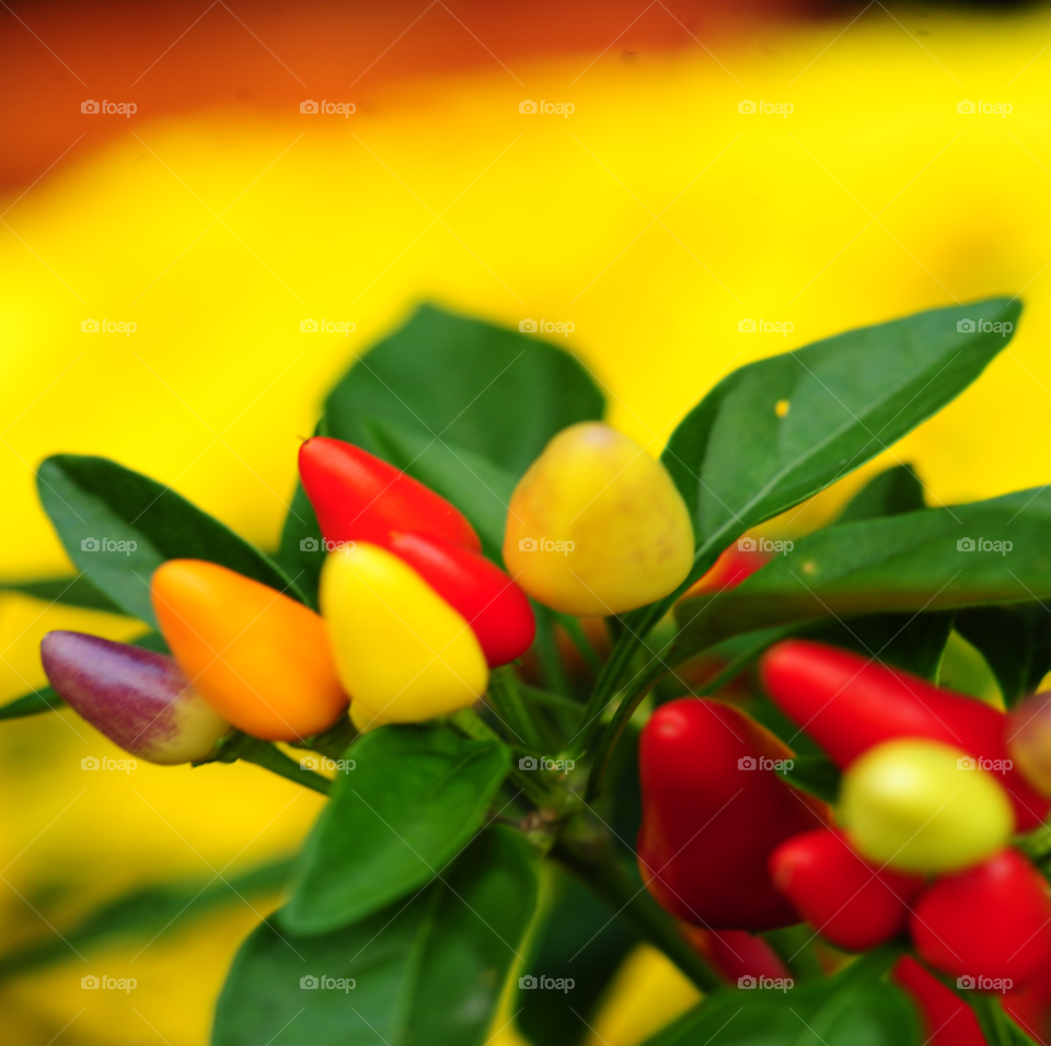 flowers peppers colorful ornamental by lightanddrawing