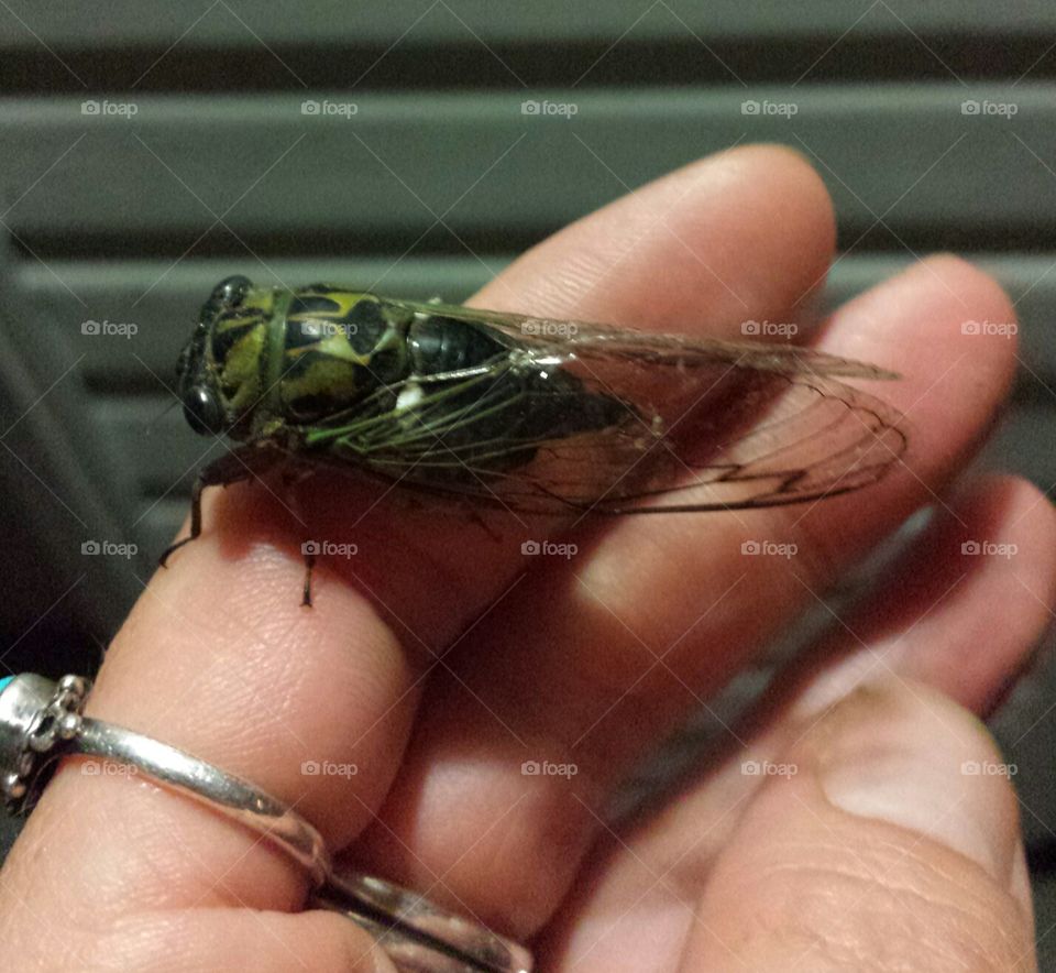 cicada