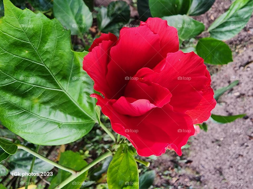 Hibiscus jamaica red