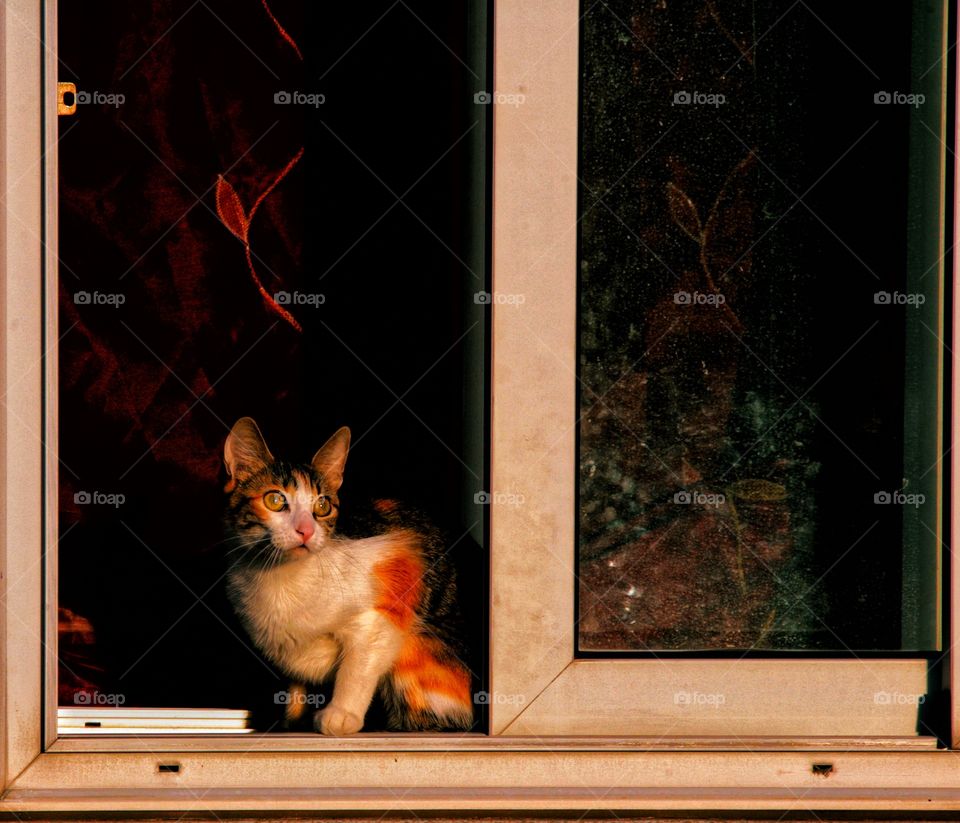 el gato en la ventana