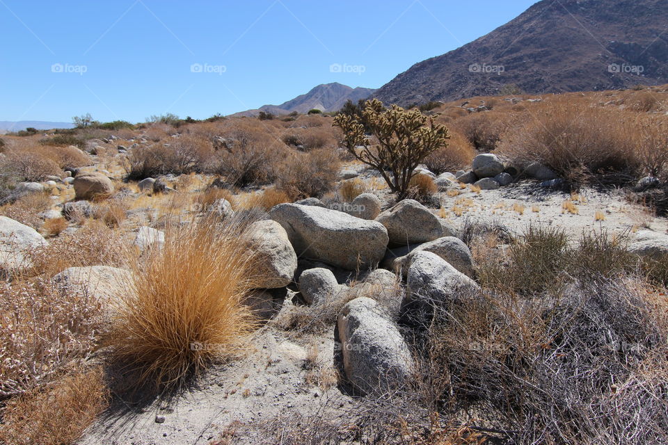 Palm Springs desert