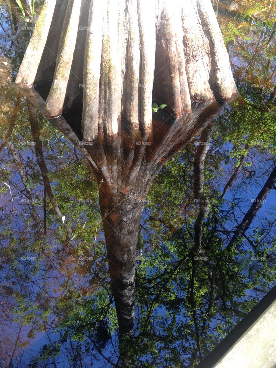 Sky reflection . Nature walk thru swamp 