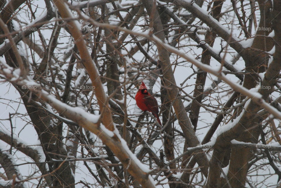Cardinal snow