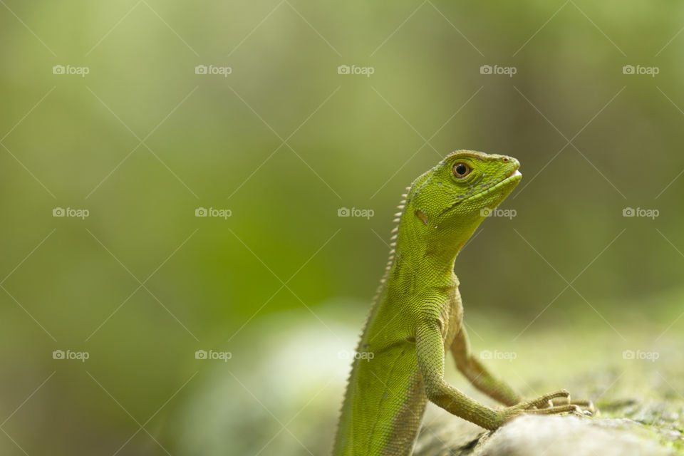 Green lizard in the wild.