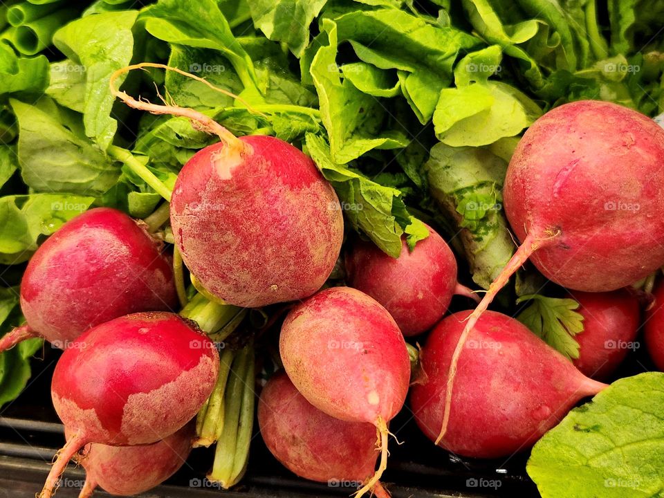 close up view of fresh red radishes with green leaves for sale in an Oregon market ready to be made into a delicious meal