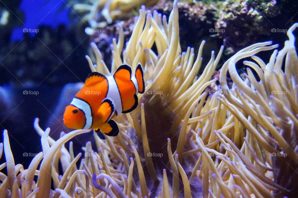 Clown fish in the aquarium