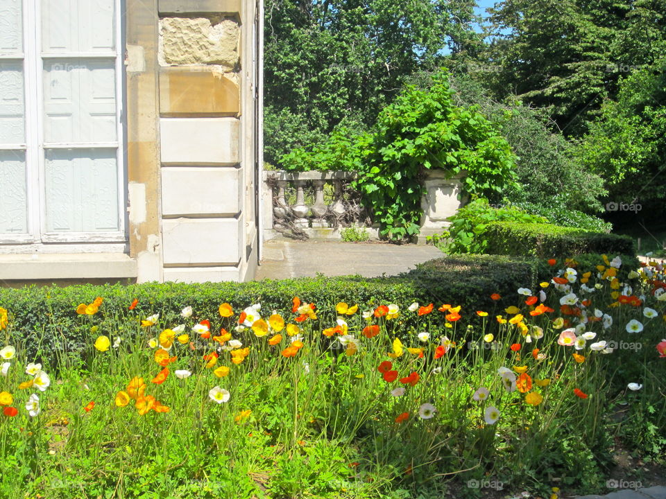 Flower, Garden, Summer, House, Grass