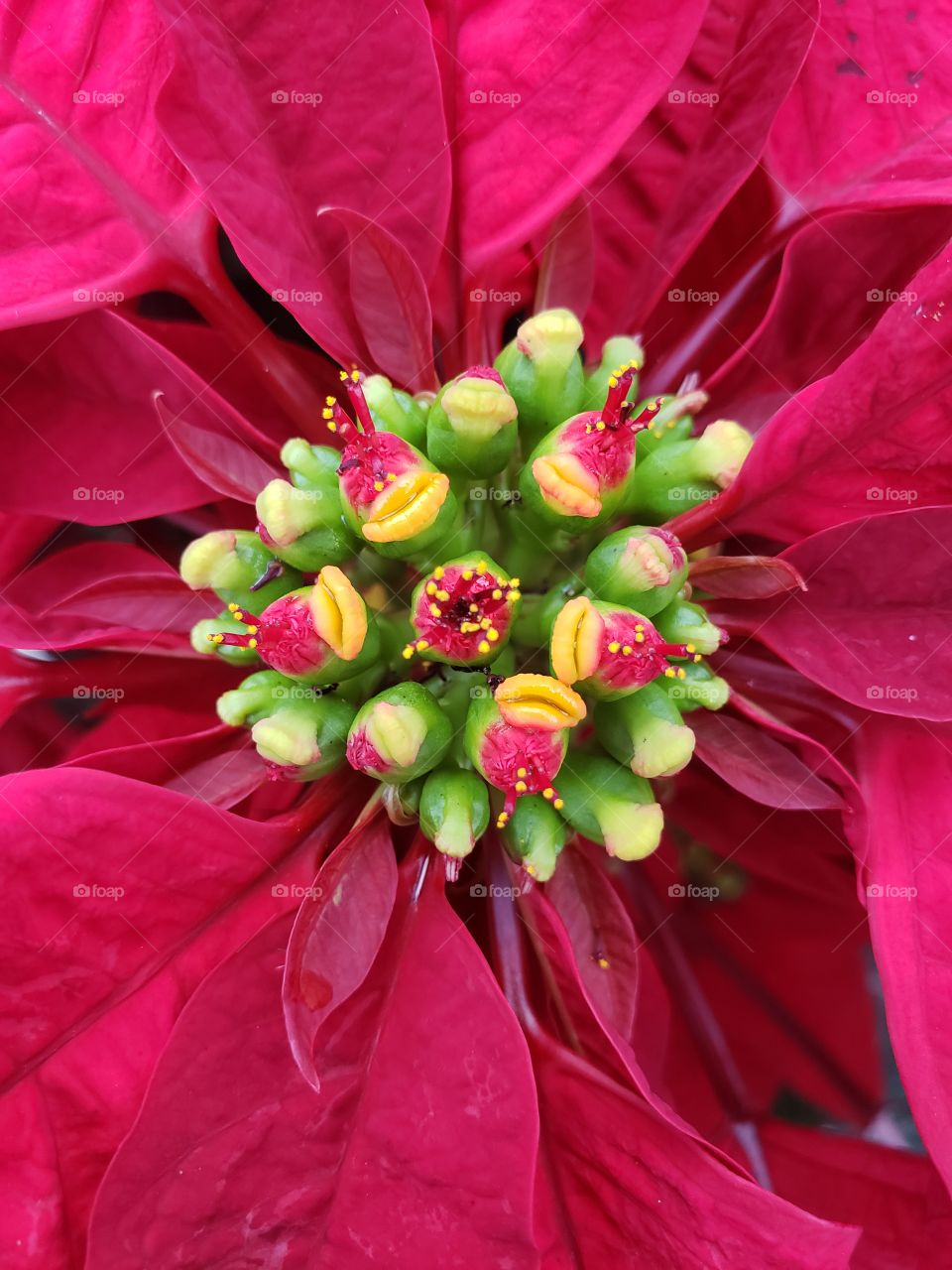 Poinsettia