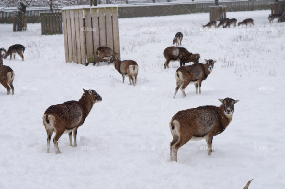 snow winter animals deer by lexlebeur