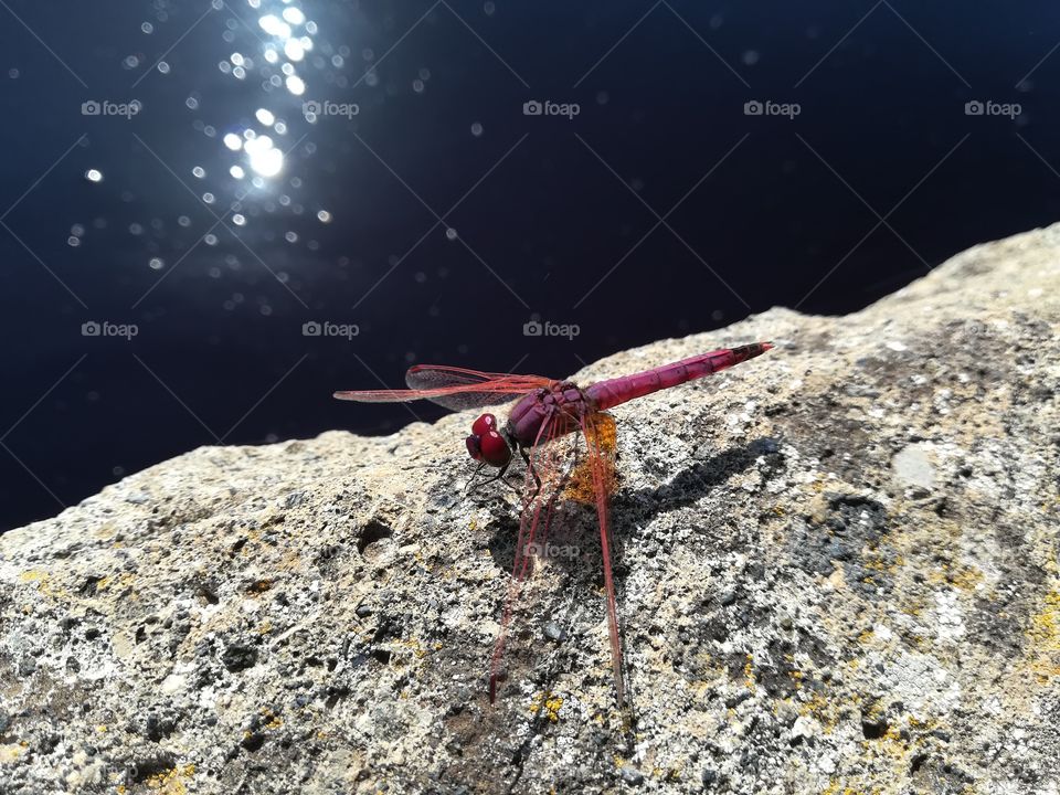 Dragonfly on the rock