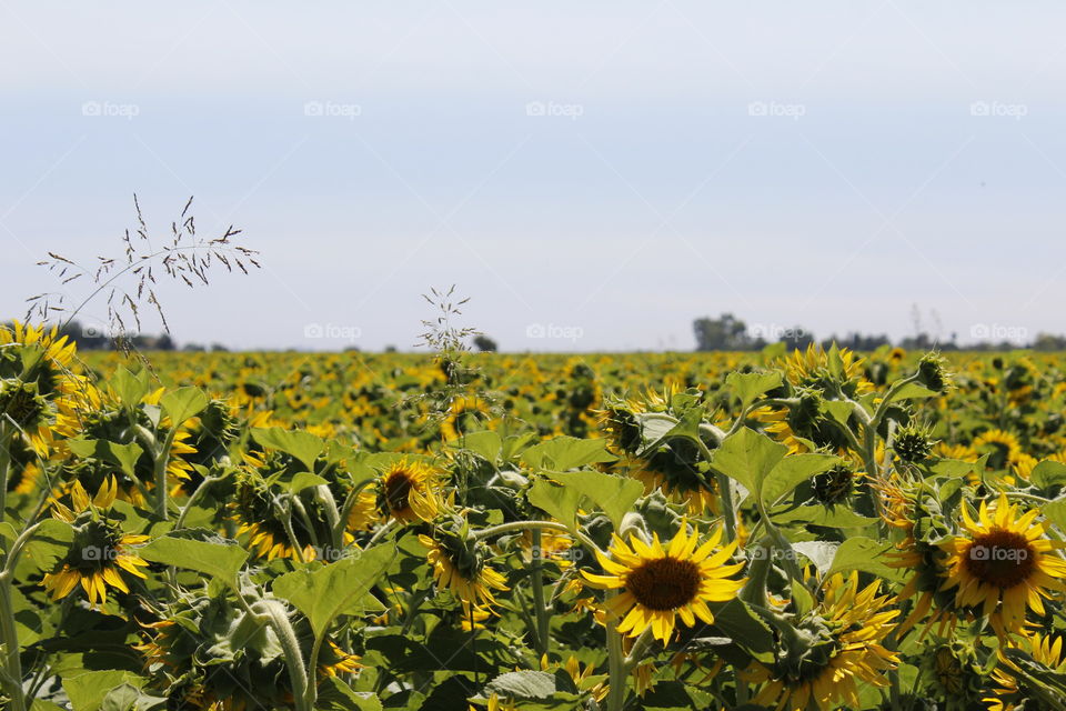 sunflower field