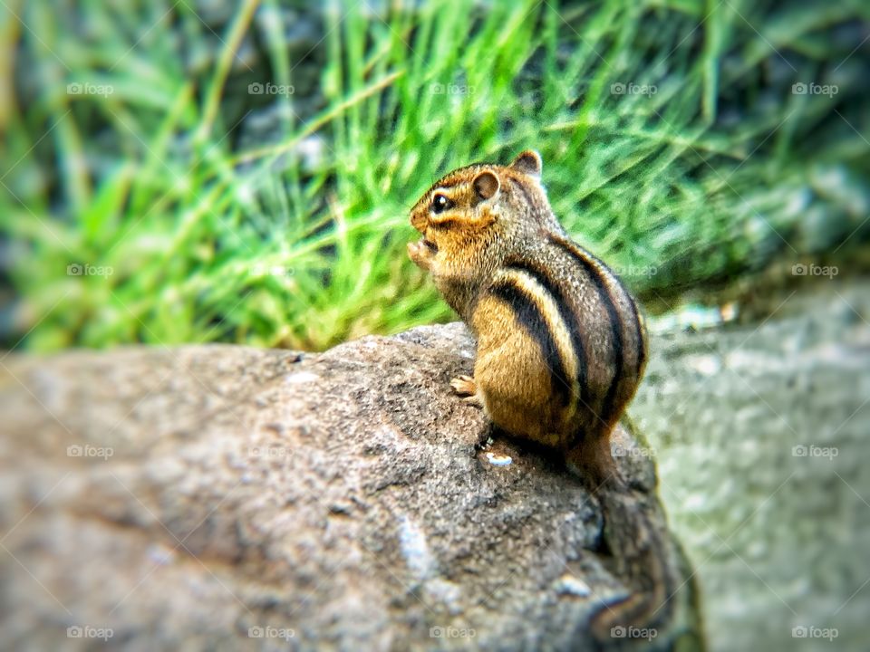 Chipmunk sitting on the light brown stone holding food ready to eat. Surrounded by green grass. 