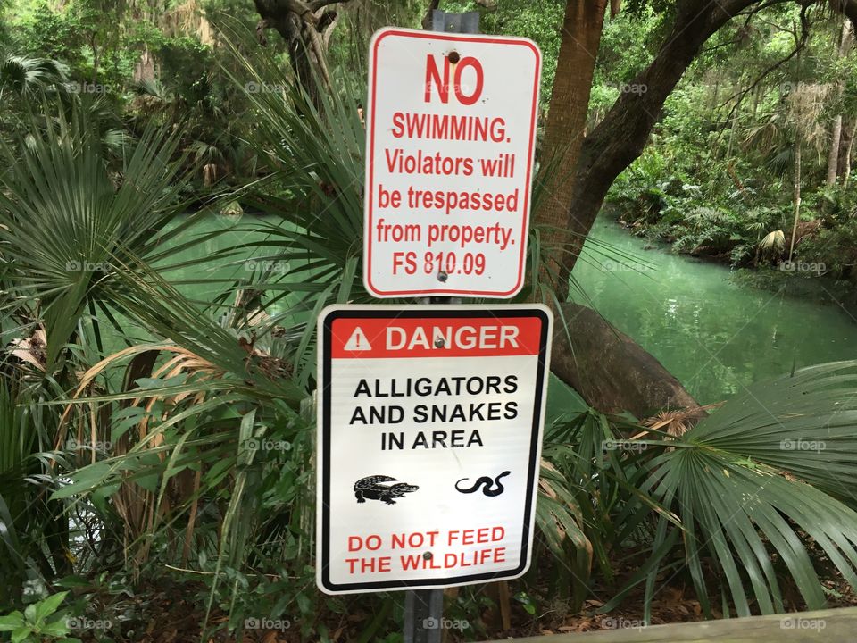 Alligators and snakes in area at Green Springs Park Florida 