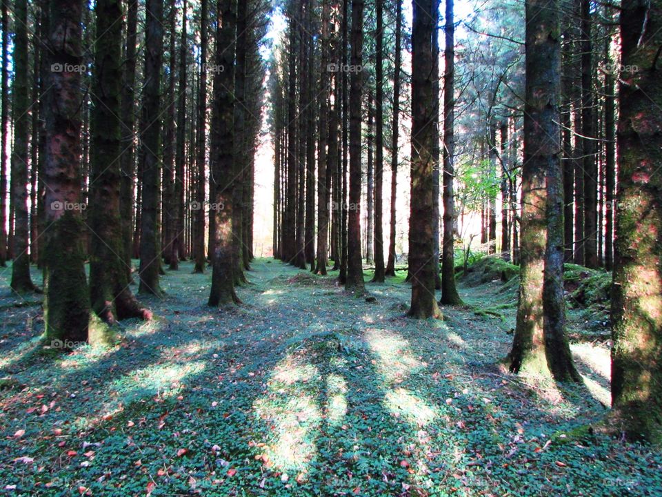 Shadows and tall trees