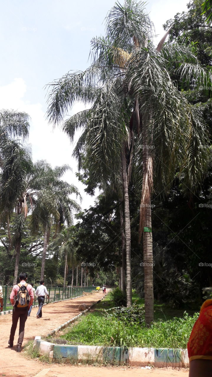 Tree, Palm, Tropical, Outdoors, Travel