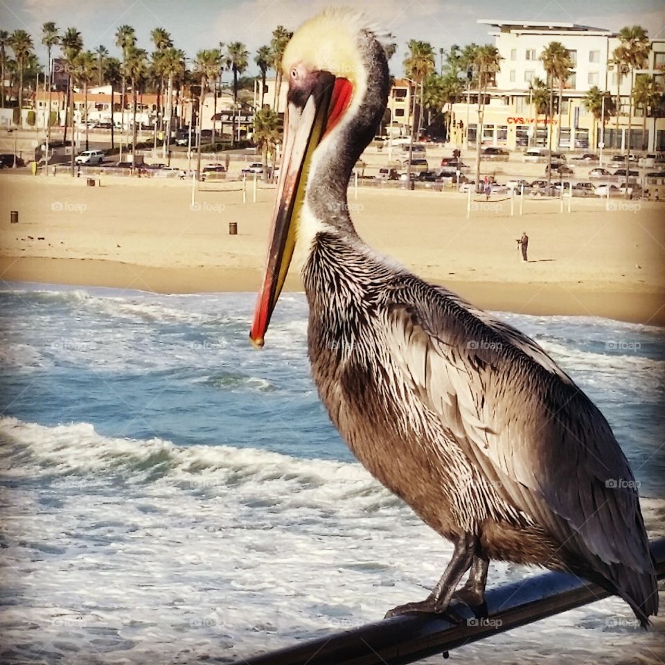 Pelican. I was taking a photo of another bird when this guy flew up next to me.  I guess he just wanted his picture taken too.