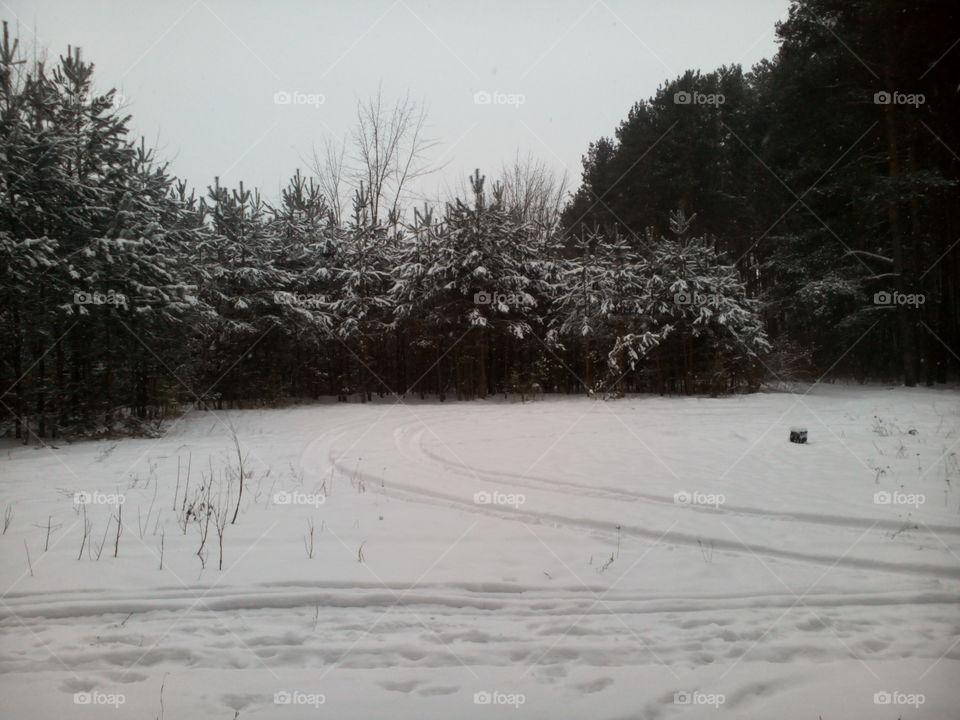 Snow, Winter, Weather, Landscape, Tree