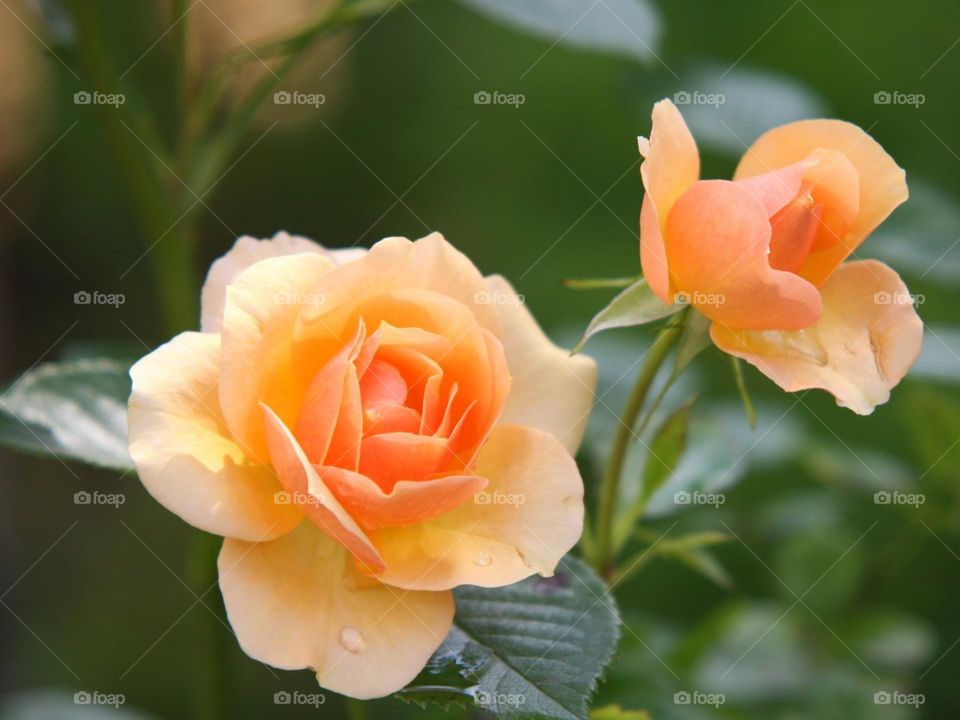 When in doubt, add flowers. Life is better with flowers.