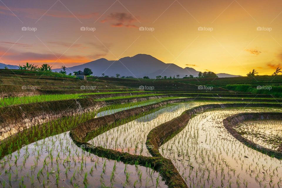 Beauty sunrise at rice fields with mountain range indonesia