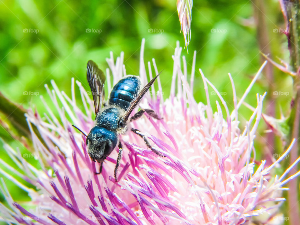 blue wasp on pink thistle flower outdoors