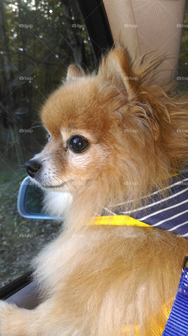 Pomeranian looking out window