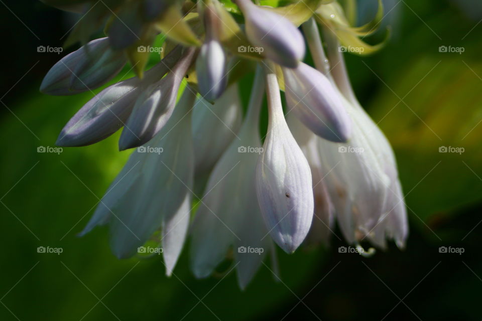 Hosta Flower