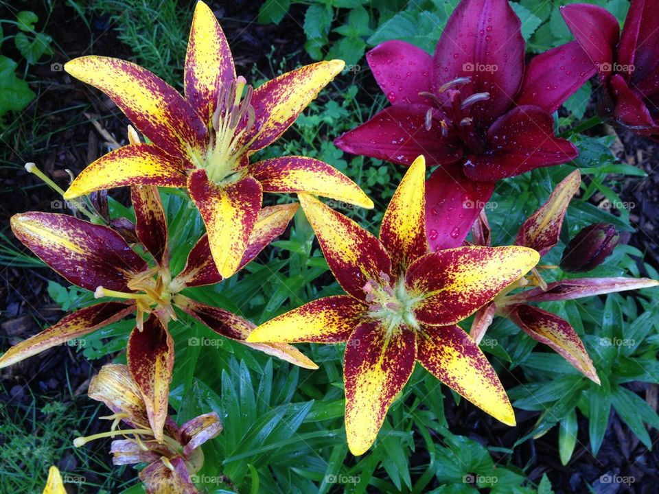 Daylily blooms