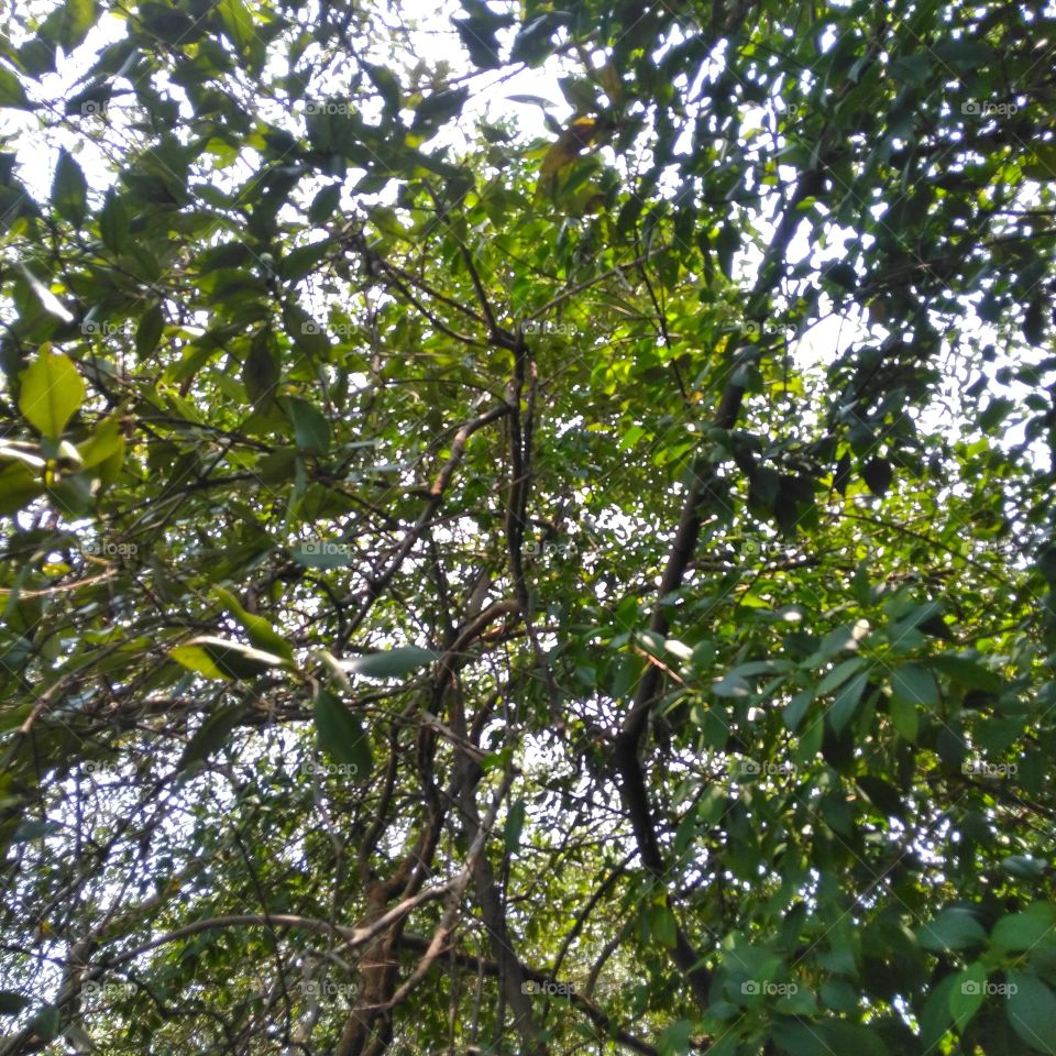 Branches, twigs and leaves of mangrove trees