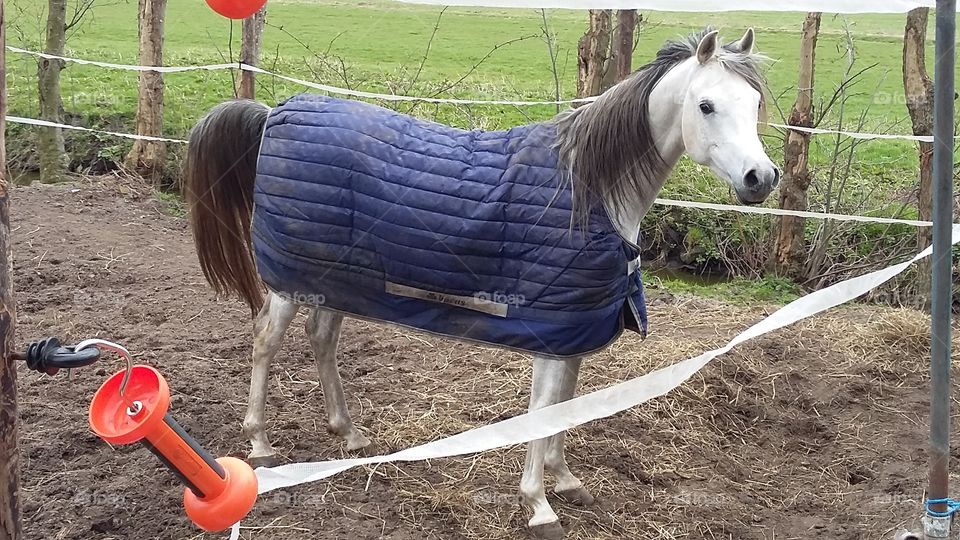 white horse outside the netherlands