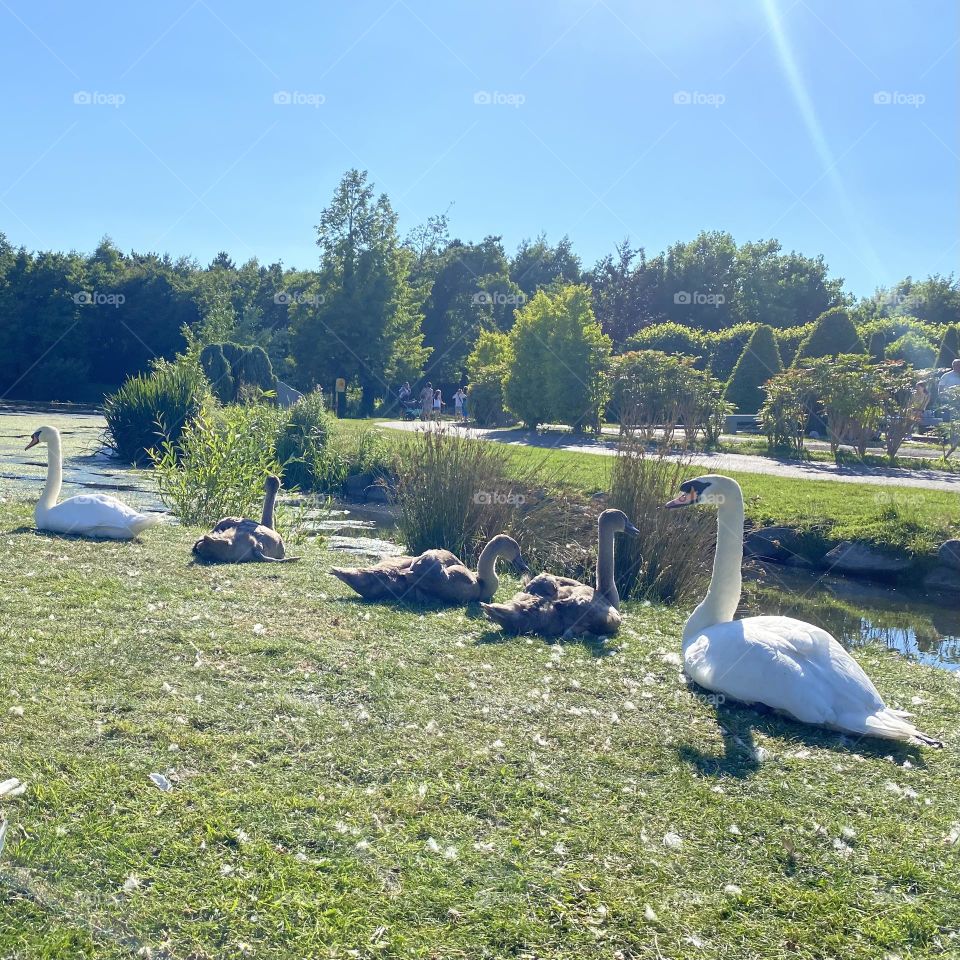 Swans in the park