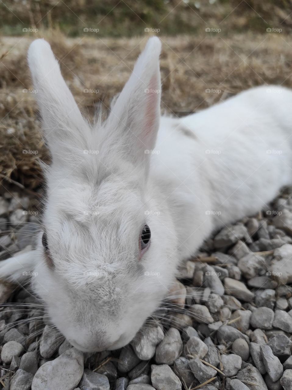 Little white rabbit with blue eyes