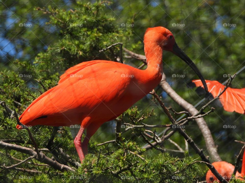 A close up of a bird