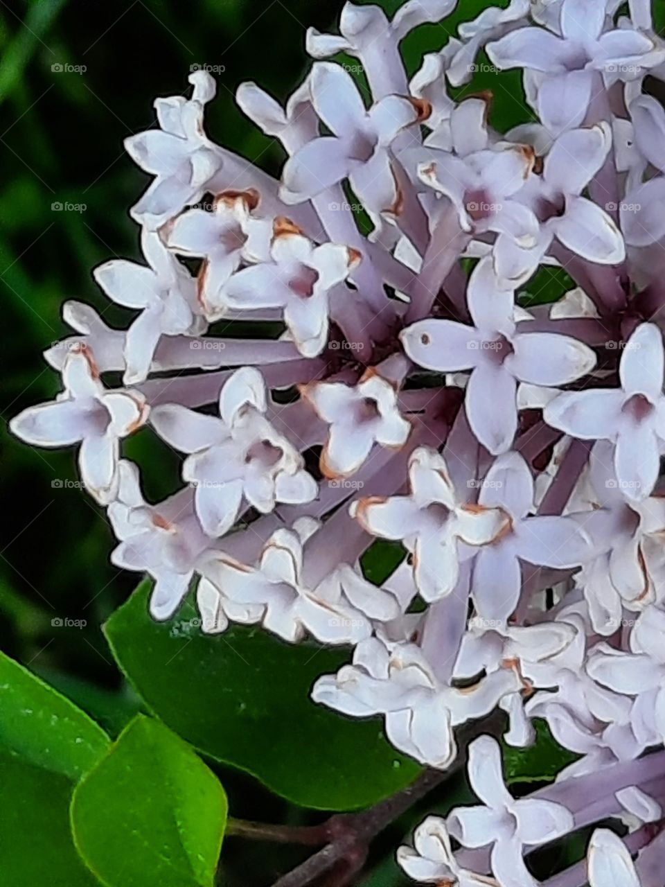 last flowers of lilac in morning sunshine