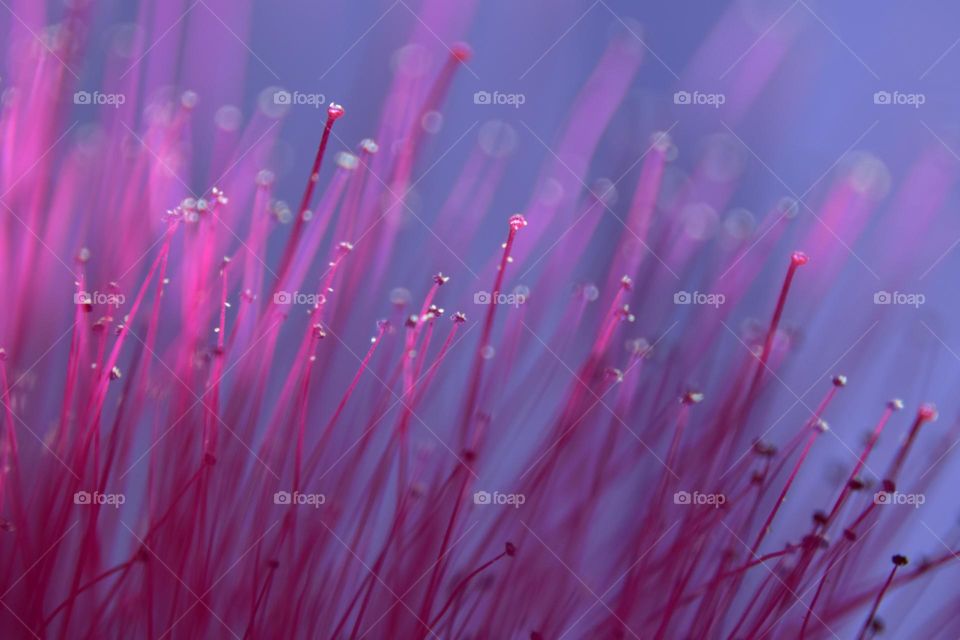 pink colored flower stigma with tiny  yellow pollen