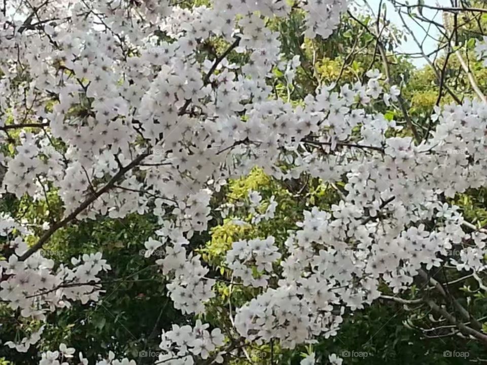 绽放纯洁自由ازهر حرية نقيةMekar kebebasan murni/Kebebasan murni mekar